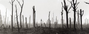 Splintered trees of the Western Front
