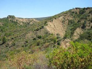 The trail on Rhododendron Ridge (its on the ridge line), Gallipoli - June 2012.