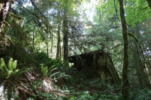 Industrial heritage in the forest. Near to No. 4 Mine, Cumberland, B.C. (P. Ferguson image, 19 August, 2017).