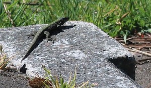 European Wall Lizard, Ross Bay Cemetery