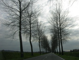 Northern France...our guardian trees. (P. Ferguson image, April 2007)