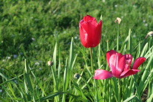 Netherlands, VE Day, Tulips, Liberation