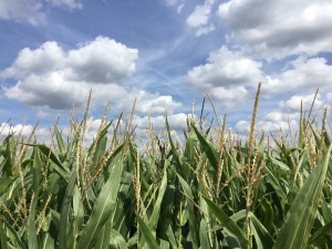 The cornfields near Ypres (Ieper), Belgium. (P. Ferguson image, August 2018)