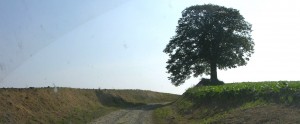 The lone tree of Le Cateau. Taken within the car on the sunken road. (P. Ferguson image, September, 2006)